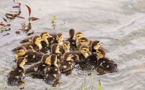 Large flock of baby muscovy ducklings cairina moschata crowd together in a pond in naples, florida 