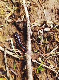 High angle view of insect on field