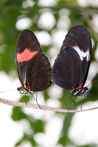 Close-up of butterfly on plant