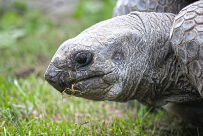 Close-up of turtle on field