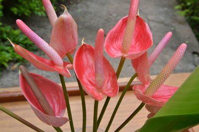 Close-up of pink flowering plants