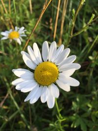 Close-up of white daisy flowers