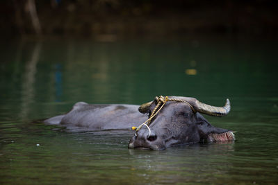 Water buffalo resting in the river