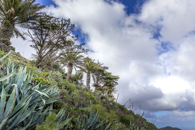 Low angle view of palm trees against sky
