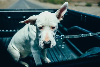 Dog with pet leash sitting in semi-truck