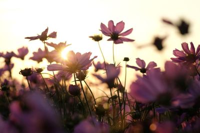 Close-up of cosmos flowers blooming against sky