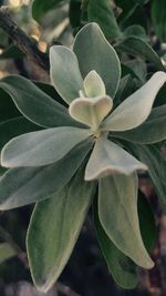 Close-up of white flowers