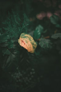 Close-up of fresh orange leaf in forest