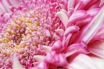 Full frame shot of pink flower