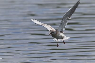 Seagull flying over lake