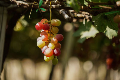 Close-up of berries growing on tree