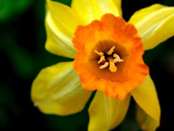 Close-up of yellow flower blooming outdoors