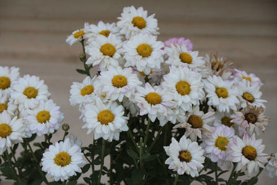 Close-up of white daisy flowers