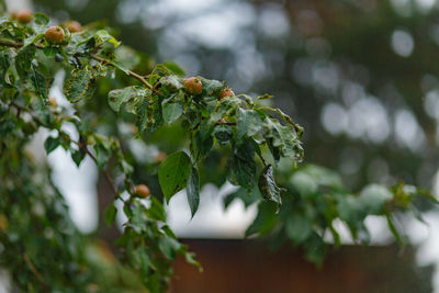 Close-up of fruit growing on plant