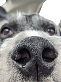 Close-up portrait of camera