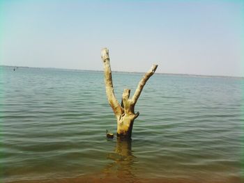 Dead tree in water against clear sky