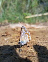 Butterfly on a flower