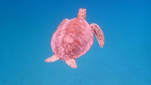 Close-up of fish swimming in sea
