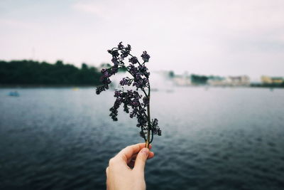 Close-up of hand holding plant