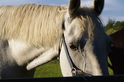 Close-up of horse in ranch