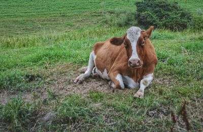 Cow on field