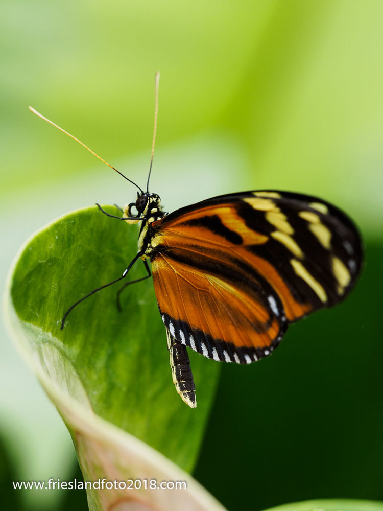 insect, animal themes, one animal, animals in the wild, close-up, butterfly - insect, nature, no people, plant, beauty in nature, day, outdoors, butterfly, fragility, perching