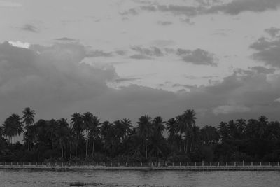 Scenic view of palm trees against sky