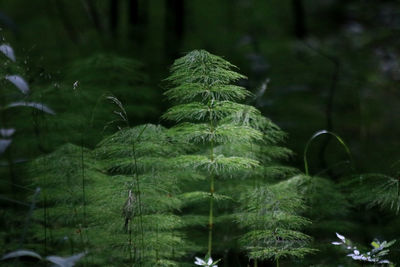 Close-up of plants against trees