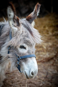 Close-up of a horse in ranch