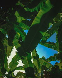 Low angle view of tree