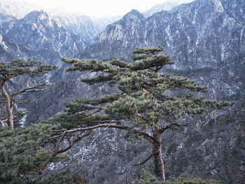 Scenic view of pine trees in forest during winter
