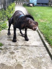 Black dog on footpath