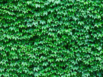 Full frame shot of fresh green plants in forest