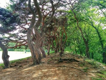 Trees in forest