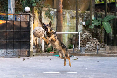Rear view of man playing with ball on field
