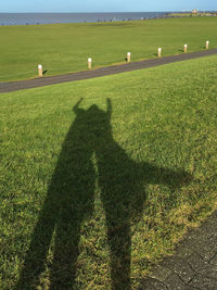 Shadow of trees on grassy field