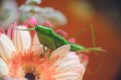 Close-up of insect on flower