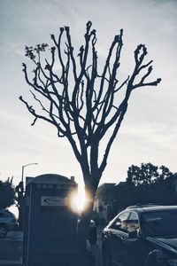 Silhouette tree by street against sky