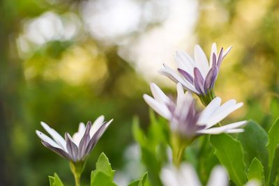 Close-up of purple flowers