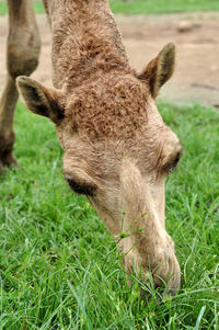 Close-up of a horse on field