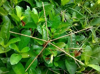 Close-up of fresh green plant