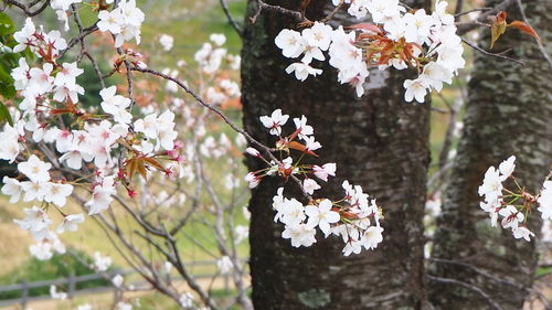 Close-up of white cherry blossoms in spring