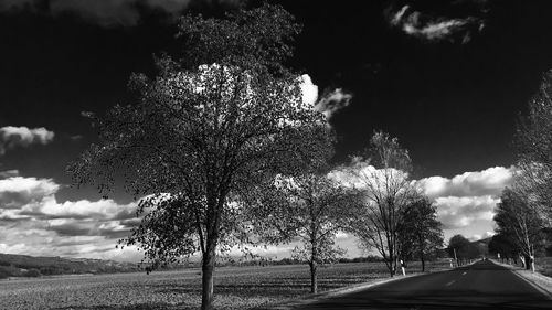 Trees against sky