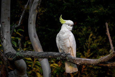 Close-up of bird perching on branch