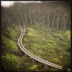 Scenic view of forest