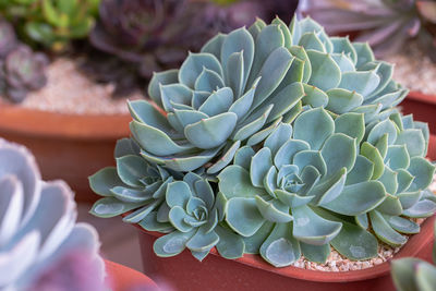 Close-up of succulent plant