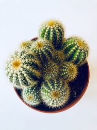 Close-up of succulent plant against white background