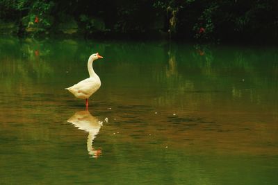 Goose reflecting in lake