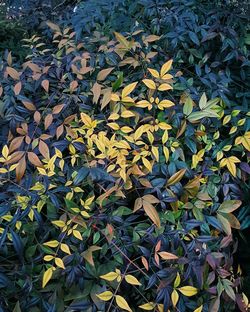 Close-up of leaves on plant during autumn