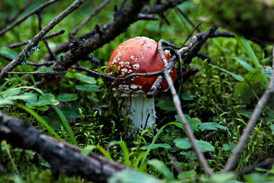 Close-up of fly agaric mushroom on field